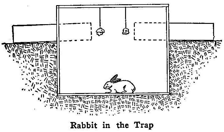 Rabbit in the Trap