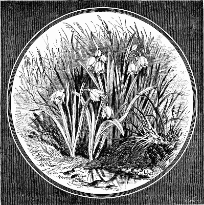 THE SNOWFLAKE, LEUCOJUM VERNUM, AT DRINKSTONE