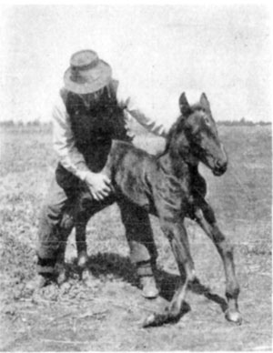 Fig. 25—''Fish knees.''—Photo by Thos. Millar,
M.R.C.V.S. Fig. 25—''Fish knees.''—Photo by Thos. Millar,
M.R.C.V.S.