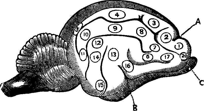Illustration:
Fig. 77. Side view of the brain of a Cat.