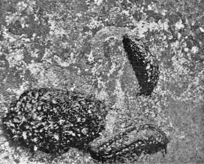 The Kerry Slug The Kerry Slug