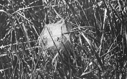 Wolf Spider Wolf Spider