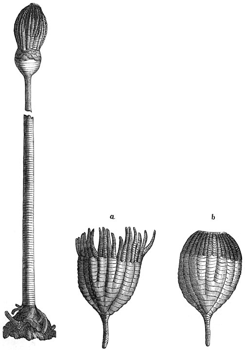 Fig. 79. De eerste dieren. Stekelhuidigen: zeeleli&euml;n. 1. Apiocrinus Royssianus. 2. Ichthyocrinus laevis: a. met open armen, b. met gesloten armen.