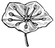 Fig. 154. Kalmia. Meeldraden v&oacute;&oacute;r de bevruchting.