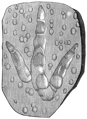 Fig. 208. Afdruksels der voetstappen van een brontozo&ouml;n gigante&uuml;m (triasperiode) met afdruksels van waterdroppels.