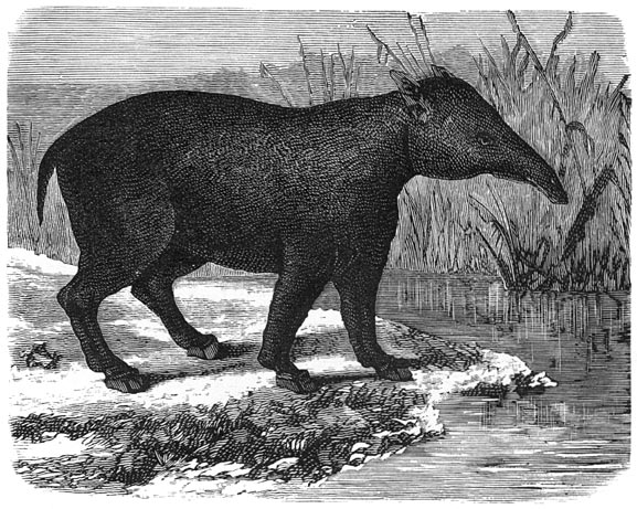 Fig. 280.&mdash;Het paleotherium, dikhuidig zoogdier der eocene periode (1/20 der nat. gr.).