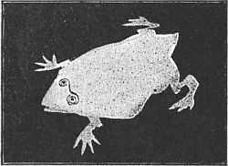 Fig. 87&mdash;The frog is sprawled out on the table.