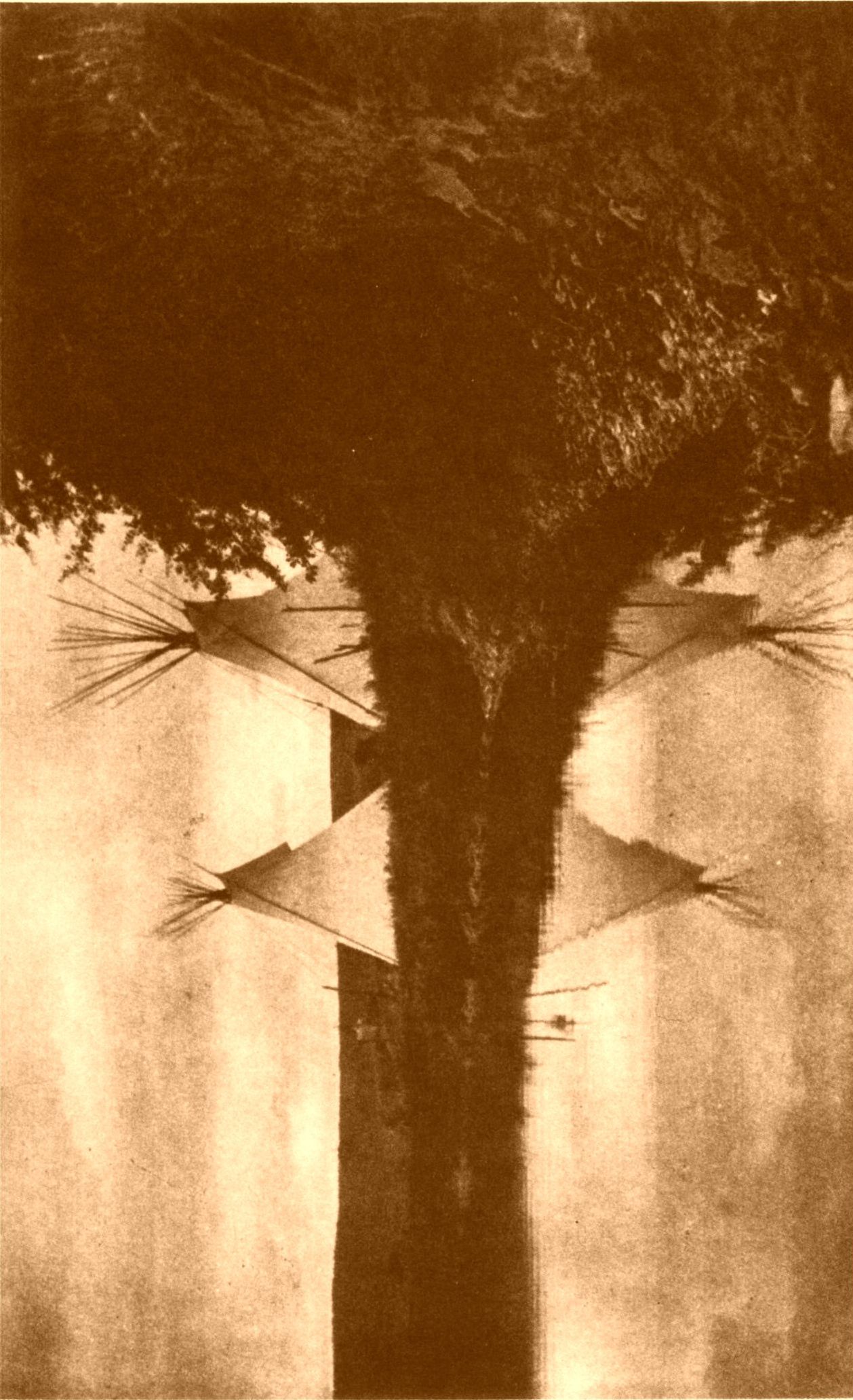 The Peaceful Camp The Peaceful Camp