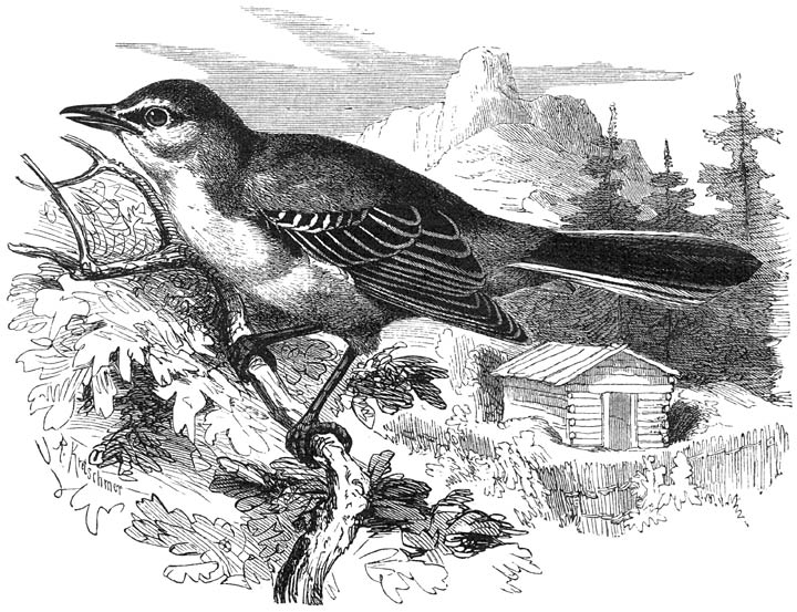 Spotlijster (Mimus polyglotta). &frac12; v. d. ware grootte.