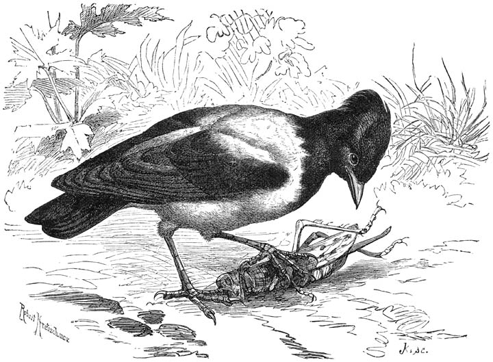 Ros&eacute;spreeuw (Pastor roseus). ⅗ v. d. ware grootte.