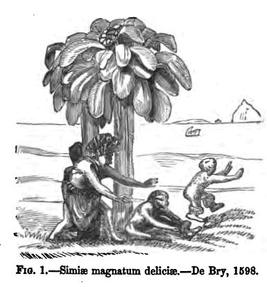 Fig. 1.--simiae Magnatum Deliciae.--de Bry, 1598.