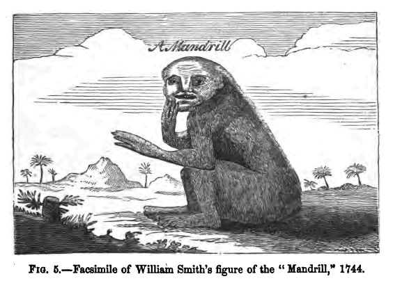 Fig. 5.--facsimile of William Smith's Figure Of The 'mandrill,' 1744.