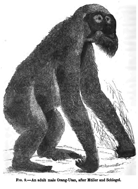 Fig. 9. An Adult Male Orang-utan, After Muller And Schlegel.