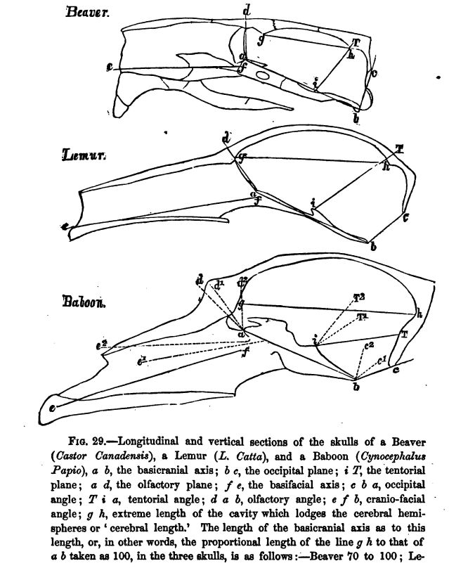 Fig. 29.--longitudinal and Vertical Sections of The Skulls of a Beaver ('castor Canadensis'), A Lemur ('l. Catia'), and A Baboon ('cynocephalus Papio'), 'a B', the Basicranial Axis; 'b C', The Occipital Plane; 'i T', the Tentorial Plane; 'a D', The Olfactory Plane; 'f E', the Basifacial Axis; 'c B A', Occipital Angle; 't I A', Tentorial Angle; 'd a B', Olfactory Angle; 'e F B', Cranio-facial Angle; 'g H', Extreme Length of the Cavity Which Lodges The Cerebral Hemispheres Or 'cerebral Length.' the Length of The Basicranial Axis As to This Length, Or, in Other Words, the Proportional Length of The Line 'g H' to That Of 'a B' Taken As 100, in the Three Skulls, is As Follows:--beaver 70 To 100; Lemur 119 to 100; Baboon 144 To 100. In an Adult Male Gorilla The Cerebral Length is As 170 to the Basicranial Axis Taken As 100, in The Negro (fig. 30) As 236 to 100. In the Constantinople Skull (fig. 30) As 266 to 100. The Cranial Difference Between The Highest Ape's Skull And the Lowest Man's is Therefore Very Strikingly Brought out by These Measurements. In the Diagram of The Baboon's Skull The Dotted Lines 'd1 D2', Etc., Give the Angles of The Lemur's and Beaver's Skull, As Laid Down Upon the Basicranial Axis of The Baboon. The Line 'a B' Has The Same Length in Each Diagram.