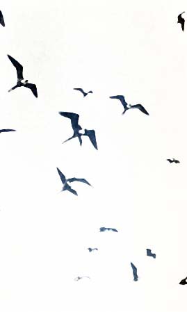 THESE WILD FOWL HAVE THE WONDERFUL BEAUTY AND SPEED OF
FALCONS