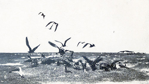 THESE HUGE BLACK RABIHORCADOS WERE THE LARGEST SPECIES OF
FRIGATE OR MAN-OF-WAR BIRD