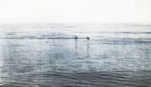 BROADBILL SWORDFISH ON THE SURFACE&mdash;THE MOST THRILLING
SIGHT TO A SEA ANGLER