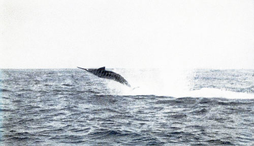 A STRAIGHTAWAY GREYHOUND LEAP, MARVELOUS FOR ITS SPEED
AND WILDNESS