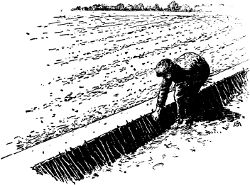 Fig. 6. Planting cuttings.