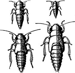 Fig. 41. First four stages of the grape leaf-hopper.
(Enlarged.)