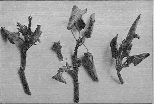 Fig. 24 at 50 dpi Fig. 24