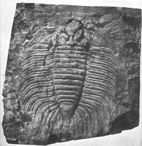 By permission of the American Museum of Natural History

Trilobite from the Niagara limestone, Upper Silurian, of Western New
York