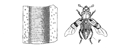 Fig. 24. Necrophorus (from Landois). r. The two rasps. Left-hand figure, part of
the rasp highly magnified.