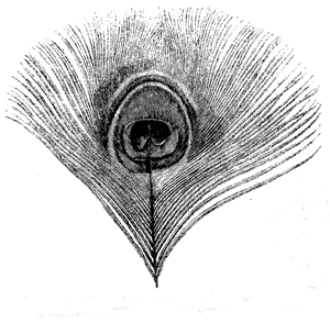 Fig. 53. Feather of Peacock, about two-thirds of natural size, carefully drawn by Mr.
Ford. The transparent zone is represented by the outermost white zone, confined to
the upper end of the disc.