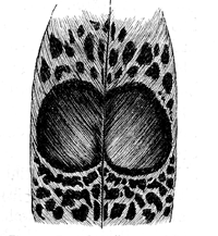 Fig. 55. Part of a tail-covert of Polyplectron
malaccense, with the two
oval ocelli, partially confluent, of nat. size.