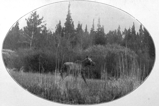 YOUNG BULL MOOSE NEAR RUSSELL POND.

(West Branch Waters.)

Photographed from Life.