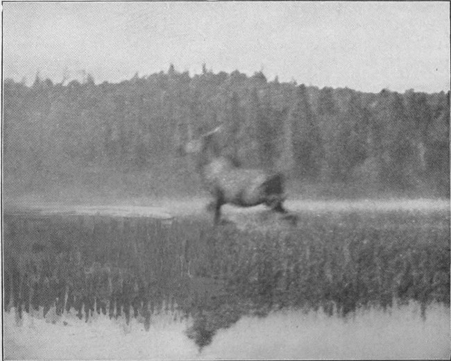 BULL MOOSE ON BLACK POND. (West Branch Waters.)

Photographed from Life.