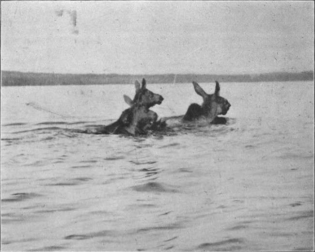 COW MOOSE AND CALVES SWIMMING MUD POND.

(West Branch Waters.)

Photographed from Life.