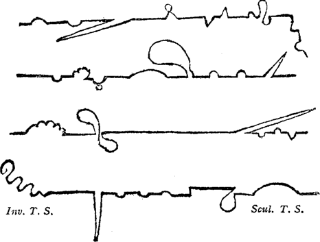 Inv. T. S. / Scul. T. S. squiggly lines captioned ‘Inv. T. S. / Scul. T. S.’