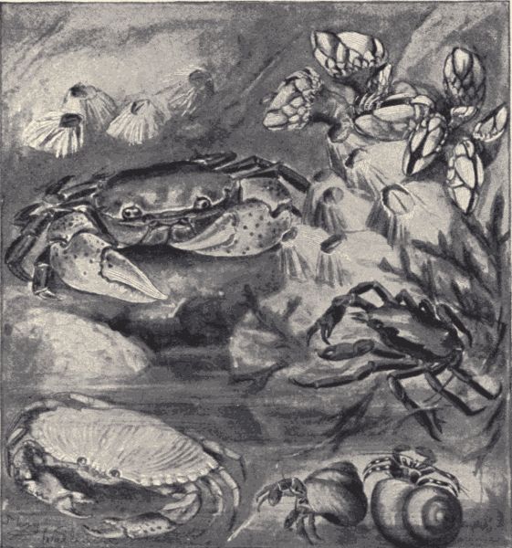 Crabs and barnacles.