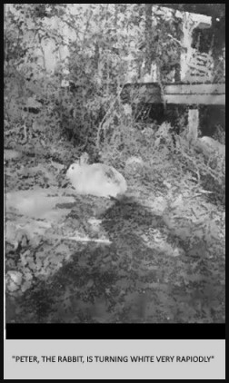 &ldquo;Peter the rabbit, is turning white very rapidly&rdquo;