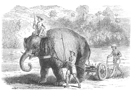 AN ELEPHANT PLOUGHING