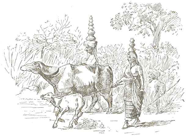 The Doodwallahs&mdash;Milkmen