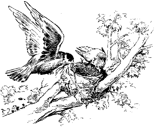 DIE V�GEL IM FR�HLINGE.